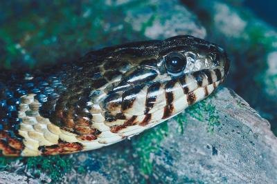 Nonvenomous snakes have round pupils and no heat pits.