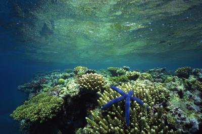 Starfish can disrupt the delicate balance of coral reefs.
