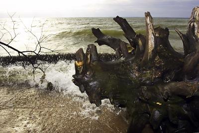 Damage Caused to the Ecosystem by Tsunamis