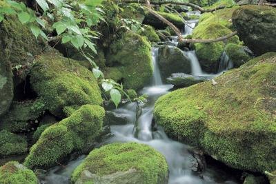 Moss enjoys damp, shaded areas such as forests and woodlands. Moss enjoys damp, shaded areas such as forests and woodlands.