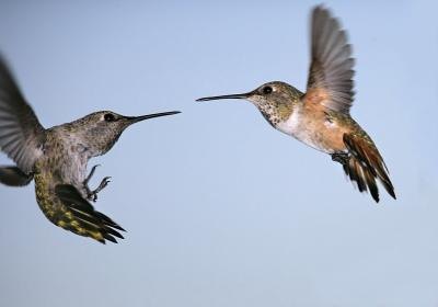 Males can mate with several females.