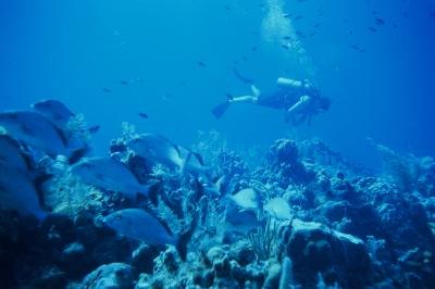 The smallest of temperature changes can result in the death of an ecosystem.