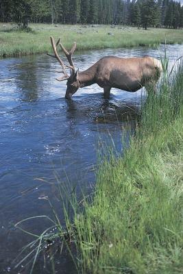 Caribou in stream