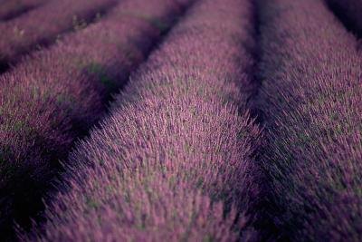 Lavender attracts hummingbirds.