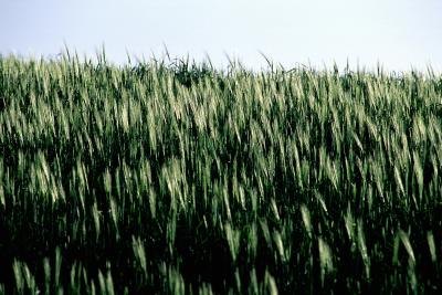 green barley grass field