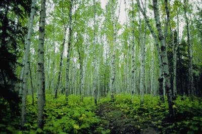Forest in Minnesota.
