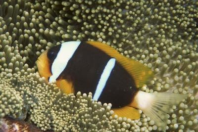 Chagos anemonefish are a form of clownfish unique to the Indian Ocean.