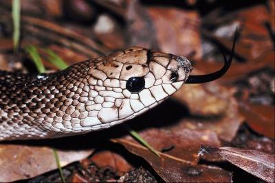 Pine snakes resemble rattlesnakes at first glance.