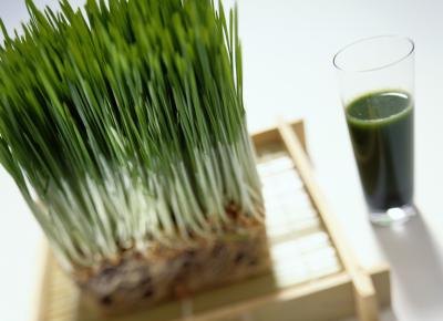 Wheatgrass Wheatgrass