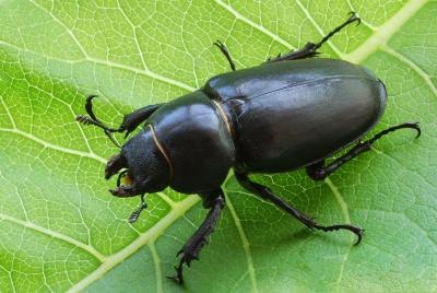 A close-up of a female stag beetle on a green leaf.