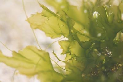Seaweed also improves the circulation of blood and limp.