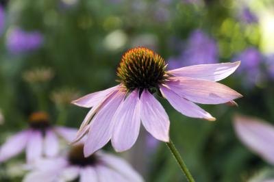 purple coneflower