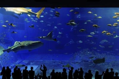 Underwater fish and shark tank at zoo