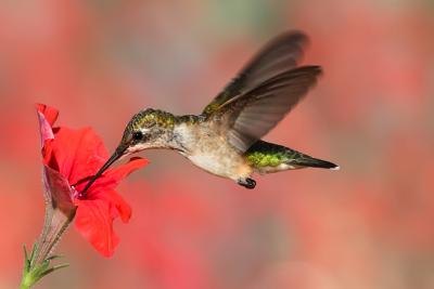 Hummingbirds suffer from the destruction of their habitat.