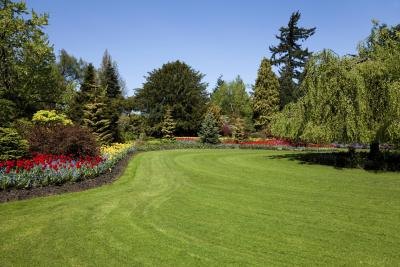 sunny backyard