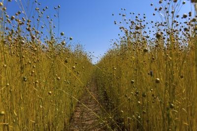 flax field