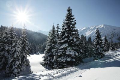 30 million trees are cut for Christmas trees each year.