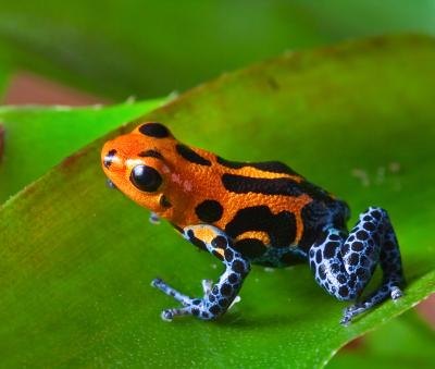 the poison dart frog makes its home in the rain forest