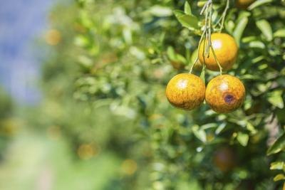 Clementines are evergreen trees.