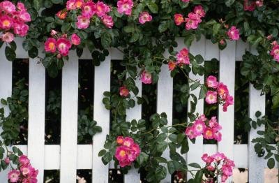 White picket fence covered with flowers