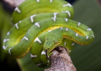 Emerald Tree Boa in tree.