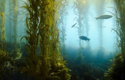 Seaweed forest can grow for miles.
