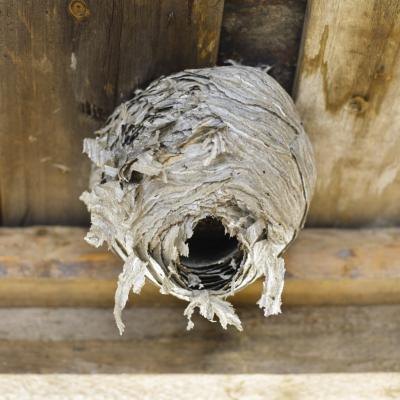 A wasp nest is easily recognizable.