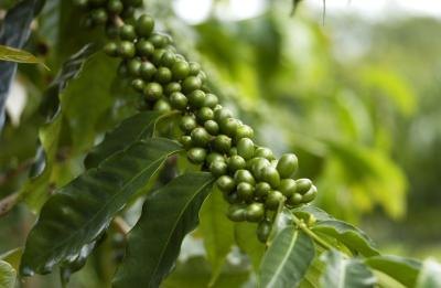 Coffee beans on tree