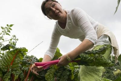 Woman harvests rhubarb