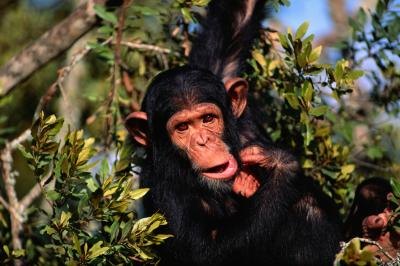 chimpanzee hanging from tree