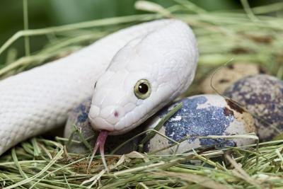 Snake eggs.