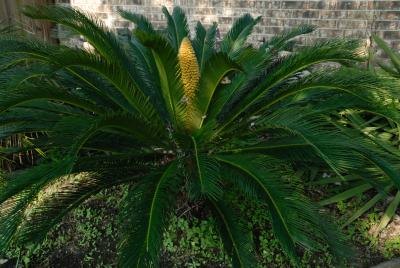 Sago Palm in shade