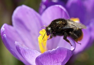 Bees rely on pollen as a source of protein.