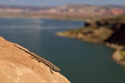 a whiptail lizard in the sun