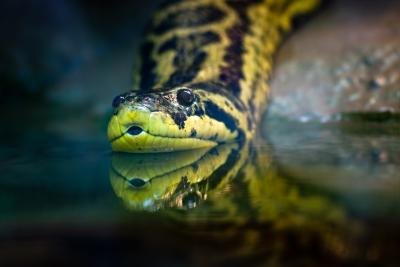 Anacondas are most at home in water.