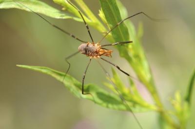 A close-up of a cellar spider on a leaf.