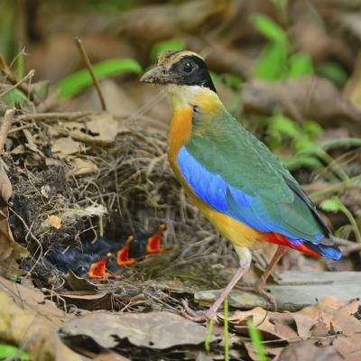 A Blue-winged Pitta feeds hungry chicks in a nest on the ground.