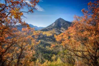 Red Oak trees against mountains and blue sky.