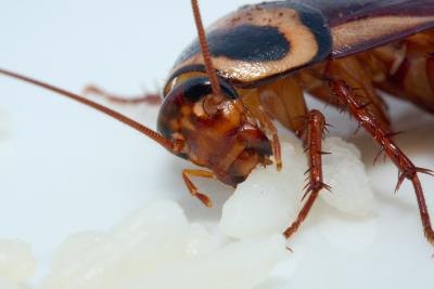 Roaches' bites are accidental.