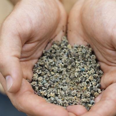 Close up of hands holding seeds.