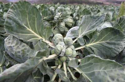 brussels sprouts plant