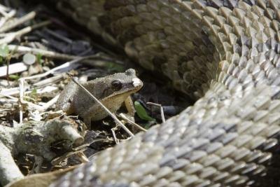 Reptiles and amphibians. Reptiles and amphibians.