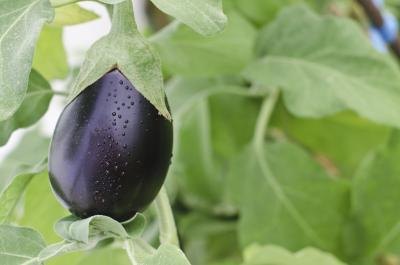 eggplant plant