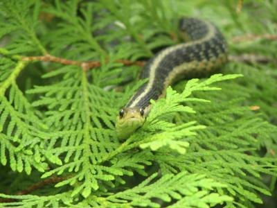 Garter snake.