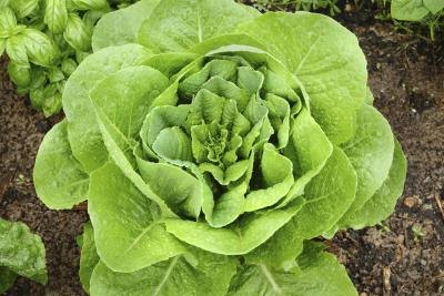 lettuce in garden