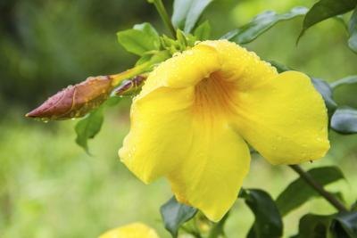 single yellow bell flower