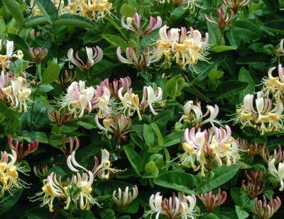 Honeysuckle and other vines can adorn an arbor.