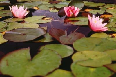 Water lilies floating on the surface of the water