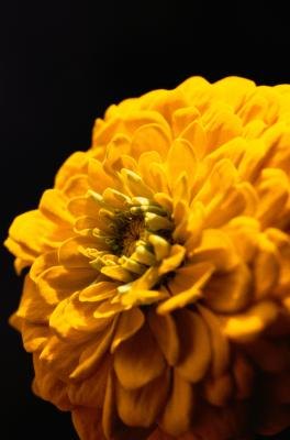 Flowers can be single or double, like this double yellow pincushion variety.