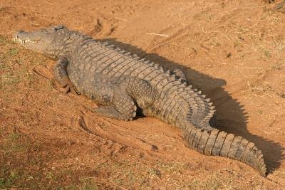 crocodile tail